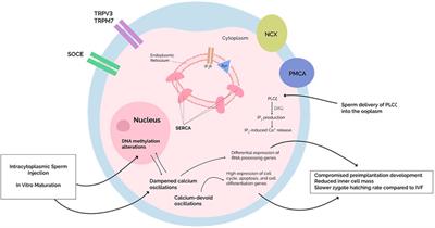 Fertilization, Oocyte Activation, Calcium Release and Epigenetic Remodelling: Lessons From Cancer Models